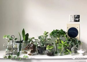 家居綠植養(yǎng)護秘籍 給連綠蘿都能養(yǎng)死的你